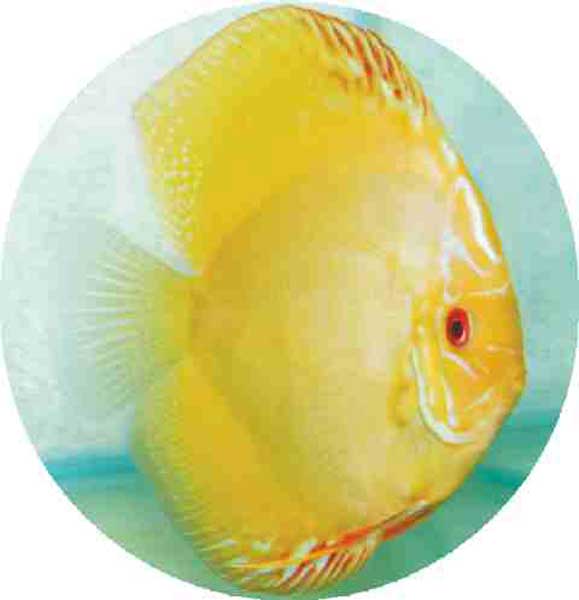 Golden Sunrise Discus Fish - 2 inch